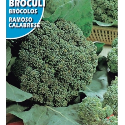 BROCULI VERDE CALABRES 