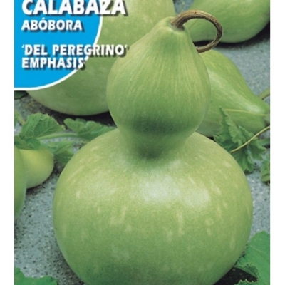 CALABAZA PEREGRINO 