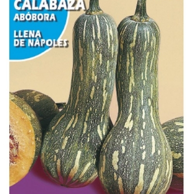 CALABAZA LLENA DE NAPOLES