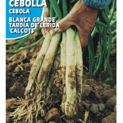 CALçOTS