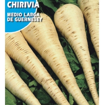 CHIRIVIA GUERNESEY 