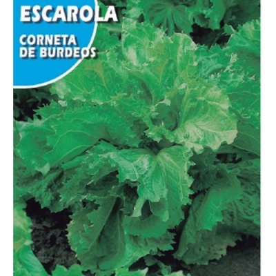 ESCAROLA CORNETA BURDEOS 