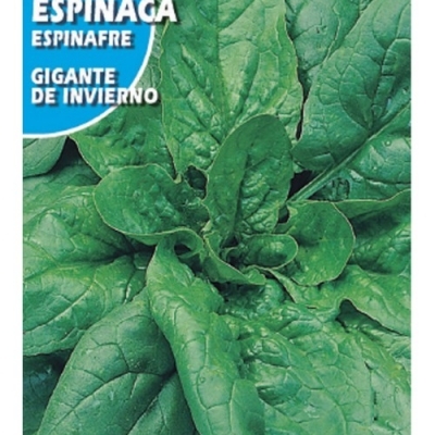 ESPINACA GIGANTE INVIER 