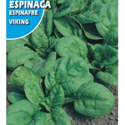 ESPINACA VIKING 