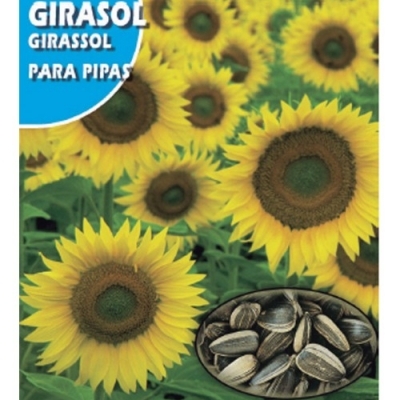 GIRASOL PARA PIPAS 