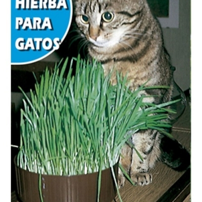 HIERBA PARA GATOS 