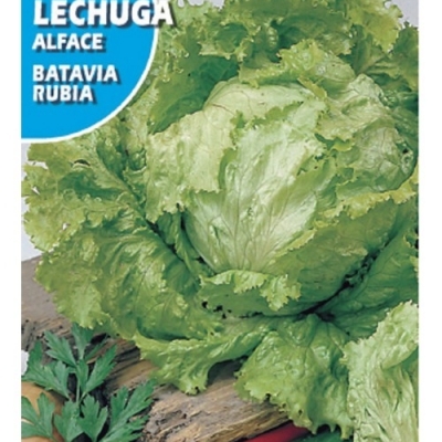 LECHUGA BATAVIA RUBIA 