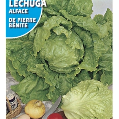 LECHUGA BATAVIA P.BENIT 