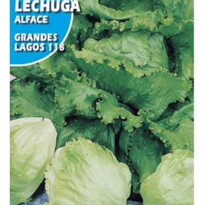 LECHUGA GRANDES LAGOS 