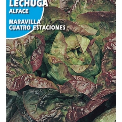 LECHUGA CUATRO ESTACION 