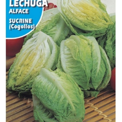 LECHUGA COGOLLOS SUCRINE 